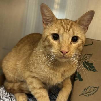 FREDDY -  Domestic Short Hair Cat for Adoption in St. Louis, Missouri - FREDDY | PetCurious