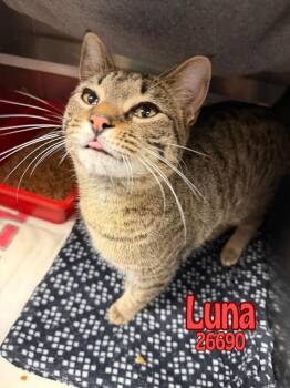 Luna -  Domestic Short Hair Cat Available for Adoption in Oak Ridge, Tennessee - Luna | PetCurious