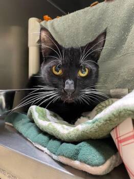Hunter -  Domestic Short Hair Cat for Adoption in Vancouver, Washington - Hunter | PetCurious