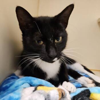 Domestic Short Hair Cats Available for Adoption - Dotty | PetCurious