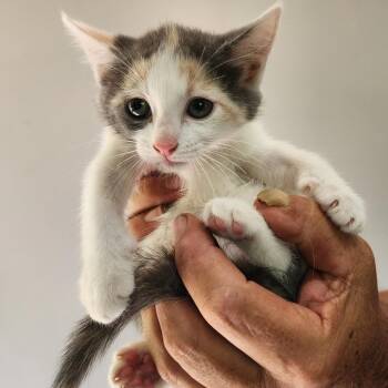 Maya -  Domestic Short Hair Cat for Adoption in Centerville, Tennessee - Maya | PetCurious
