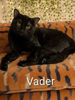 Vader -  Domestic Short Hair Cat for Adoption in Jim Thorpe, Pennsylvania - Vader | PetCurious