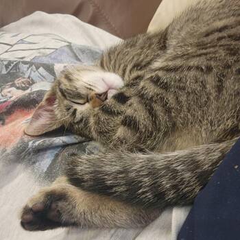 Domestic Short Hair Cats Available for Adoption in Minnetonka, Minnesota - TAB C69599 | PetCurious