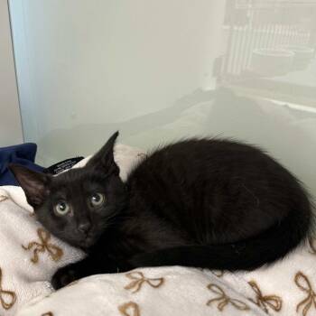 Domestic Short Hair Cats Available for Adoption in Beaumont, Texas - Amelia | PetCurious