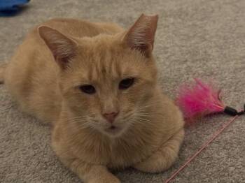 Stanley -  Domestic Short Hair Cat for Adoption in Cincinnati, Ohio - Stanley | PetCurious