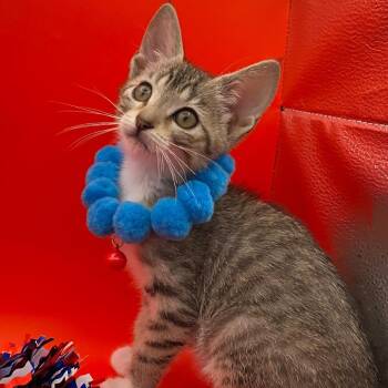 Ivory -  Domestic Short Hair Cat for Adoption in Summerville, South Carolina - Ivory | PetCurious