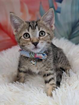 Jackpot -  Tabby Cat for Adoption in Fremont, California - Jackpot | PetCurious