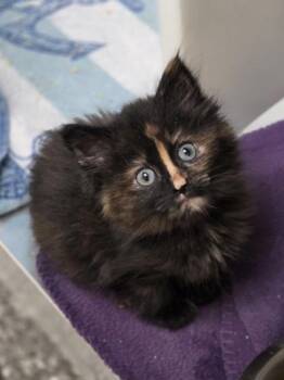 Hyacinth -  Domestic Medium Hair and Domestic Short Hair Cat for Adoption in Westland, Michigan - Hyacinth | PetCurious