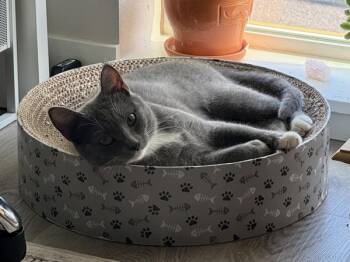 Mariposa -  Domestic Short Hair Cat for Adoption in Portland, Oregon - Mariposa | PetCurious