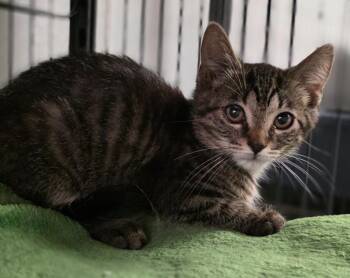 Lukie -  Domestic Short Hair Cat for Adoption in Saginaw, Michigan - Lukie | PetCurious