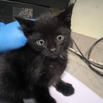Tonto -  Domestic Short Hair Cat for Adoption in Port Townsend, Washington - Tonto | PetCurious