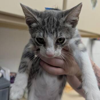 Dozer -  Domestic Short Hair Cat for Adoption in Ardmore, Oklahoma - Dozer | PetCurious