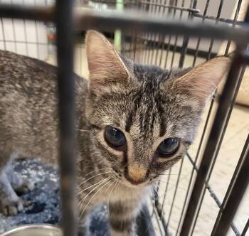Rescue Domestic Short Hair Cats for Adoption in Portland, Indiana - Tilly Aston | PetCurious
