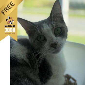 Coral Cove -  Domestic Short Hair Cat for Adoption in Ridgely, Maryland - Coral Cove | PetCurious