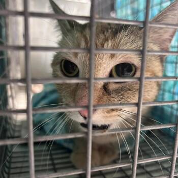 Allicent -  Domestic Short Hair Cat for Adoption in Philadelphia, Pennsylvania - Allicent | PetCurious