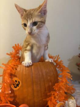 Rescue Domestic Medium Hair Cats for Adoption in Concord, North Carolina - Pumpkin | PetCurious