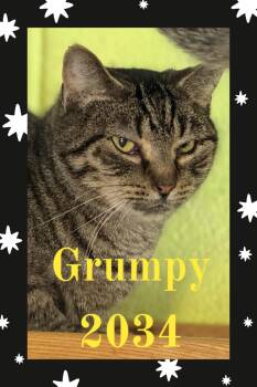 Domestic Short Hair Cats Available for Adoption - Grumpy | PetCurious