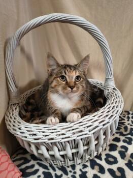 Rescue Domestic Short Hair Cats for Adoption in Bloomsburg, Pennsylvania - Lady Flapjack | PetCurious