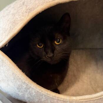 Enoch -  Domestic Short Hair Cat for Adoption in Milan, Illinois - Enoch | PetCurious