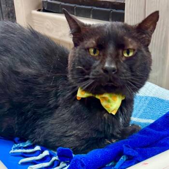 Bruiser -  Domestic Short Hair Cat for Adoption in Lakeland, Florida - Bruiser | PetCurious