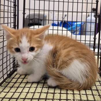 Chucky -  Domestic Short Hair Cat for Adoption in Lake Panasoffkee, Florida - Chucky | PetCurious