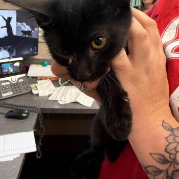 Bram -  Domestic Short Hair Cat for Adoption in Norman, Oklahoma - Bram | PetCurious