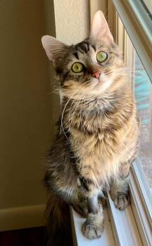 Raya -  Domestic Medium Hair Cat Available for Adoption in Tucson, Arizona - Raya | PetCurious