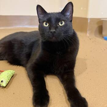 Cormac -  Domestic Short Hair Cat for Adoption in Agoura Hills, California - Cormac | PetCurious