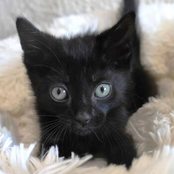 Snap -  Domestic Short Hair Cat for Adoption in Chaska, Minnesota - Snap | PetCurious