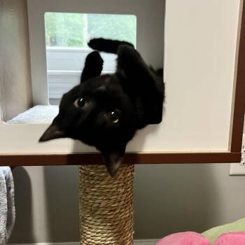Beetee -  Domestic Short Hair Cat for Adoption in Cumming, Georgia - Beetee | PetCurious