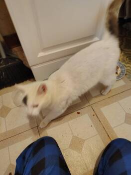 Domestic Short Hair Cats Available for Adoption in Warren, Ohio - Patches | PetCurious