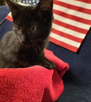 Cole -  Domestic Short Hair Cat for Adoption in Port Clinton, Ohio - Cole | PetCurious