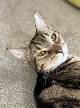 Rescue Domestic Short Hair Cats for Adoption in Kenosha, Wisconsin - Harper & Hillary **Bonded Pair** | PetCurious