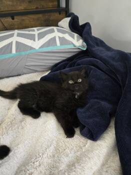 Domestic Medium Hair Cats Available for Adoption in Walled Lake, Michigan - Elmore | PetCurious