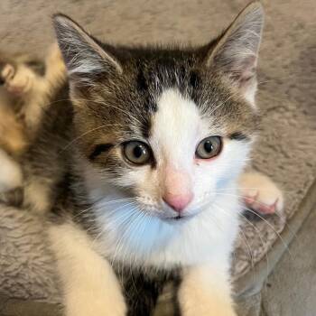 Bagel -  Domestic Short Hair Cat for Adoption in Dekalb, Illinois - Bagel | PetCurious