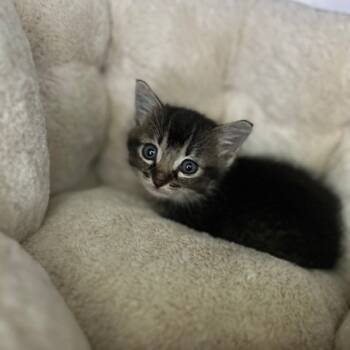 Rescue American Shorthair Cats for Adoption in Poplar Bluff, Missouri - Victoria | PetCurious