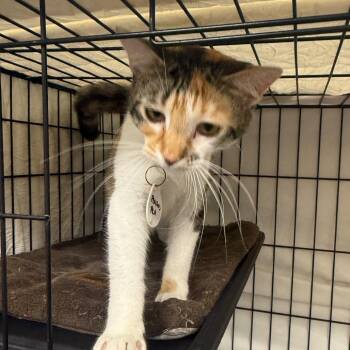 Peaches -  Domestic Short Hair Cat for Adoption in Normal, Illinois - Peaches | PetCurious