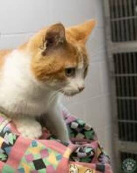 Sigma -  Domestic Short Hair Cat for Adoption in Potsdam, New York - Sigma | PetCurious