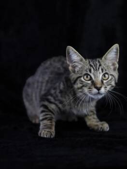 Scooter -  Domestic Short Hair Cat for Adoption in Kansas City, Missouri - Scooter | PetCurious