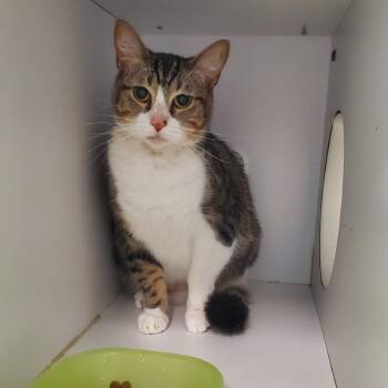 Princess Leia -  Domestic Short Hair Cat for Adoption in Lake Jackson, Texas - Princess Leia | PetCurious