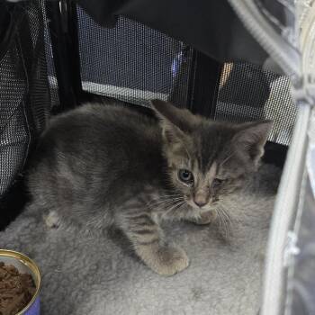 Jaque -  Domestic Short Hair Cat for Adoption in Newark, New Jersey - Jaque | PetCurious