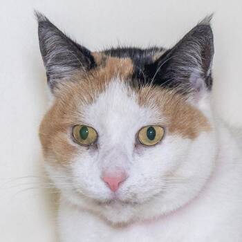 Kali -  Domestic Short Hair Cat for Adoption in Victor, New York - Kali | PetCurious