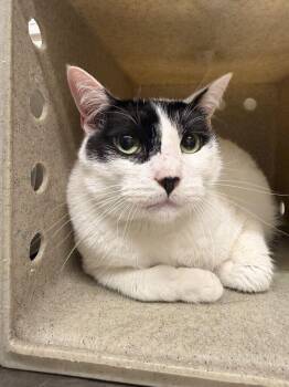 Mr. Moo -  Domestic Short Hair Cat for Adoption in Fruit Heights, Utah - Mr. Moo | PetCurious