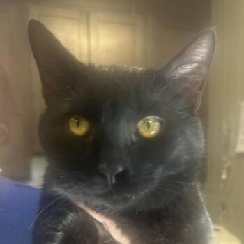 Domestic Short Hair Cats Available for Adoption - Mr. Coffee | PetCurious