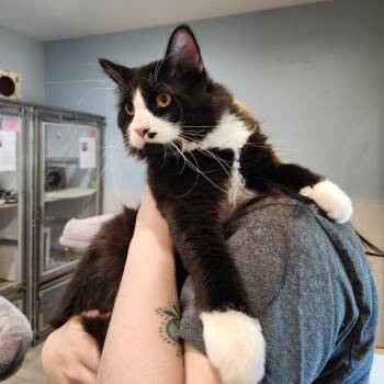 Domestic Medium Hair Cats Available for Adoption in Saint Charles, Missouri - Barley | PetCurious