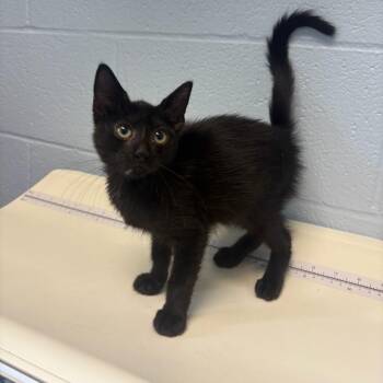 Fruity Loopy -  Domestic Short Hair Cat for Adoption in Carencro, Louisiana - Fruity Loopy | PetCurious