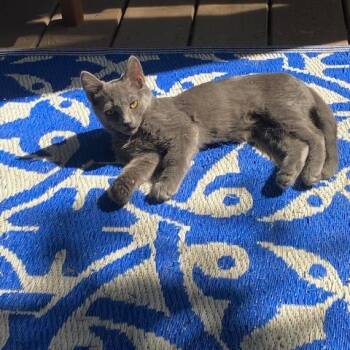 Hamster -  Domestic Short Hair Cat for Adoption in Durham, North Carolina - Hamster | PetCurious