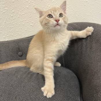 Oyster -  Domestic Short Hair Cat for Adoption in Red Wing, Minnesota - Oyster | PetCurious