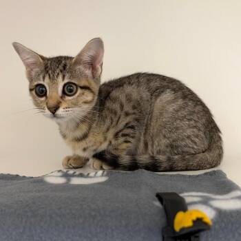 Jes -  Domestic Short Hair Cat for Adoption in League City, Texas - Jes | PetCurious