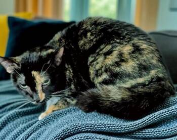Calico Cats Available for Adoption in Fort Myers, Florida - Shelly | PetCurious